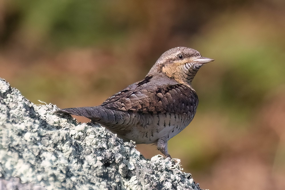 Wryneck